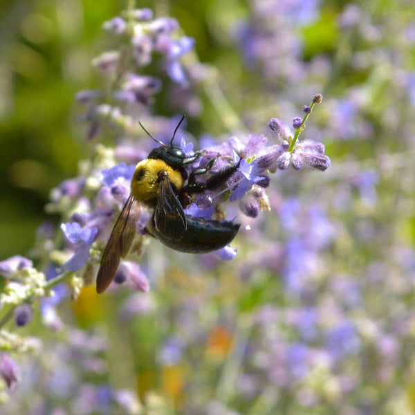 English Lavender (Lavandula angustifolia Munstead)