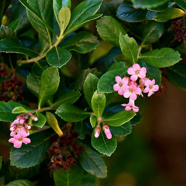 Escallonia Pink (Escallonia Donard Seedling)