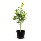 English Holly Pot Grown (Ilex aquifolium)