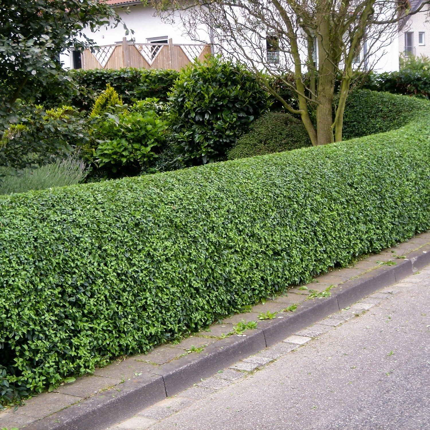 90/120cm Root Ball Green Privet (Ligustrum Ovalifolium) Glenmore Hedging