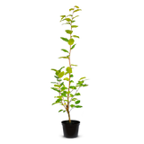 Pot Grown Hornbeam (Carpinus Betulus)
