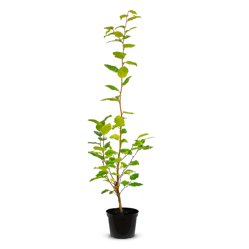 Pot Grown Hornbeam (Carpinus Betulus)