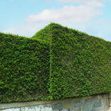 English Yew Hedging (Taxus Baccata)