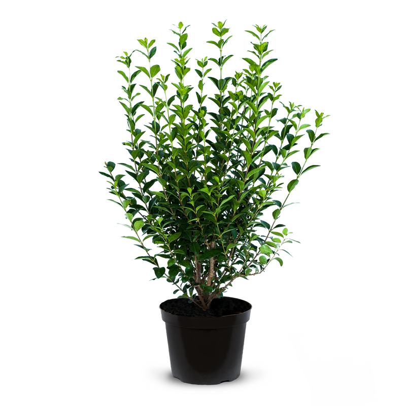 Green Privet pot grown (Ligustrum ovalifolium)