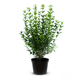 Green Privet pot grown (Ligustrum ovalifolium)