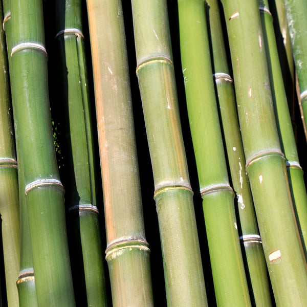 Green Bamboo