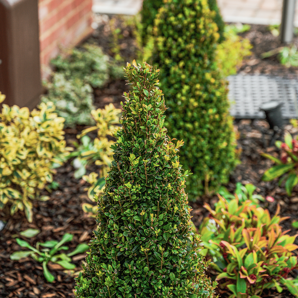 Box Topiary Cone (Buxus Sempervirens)