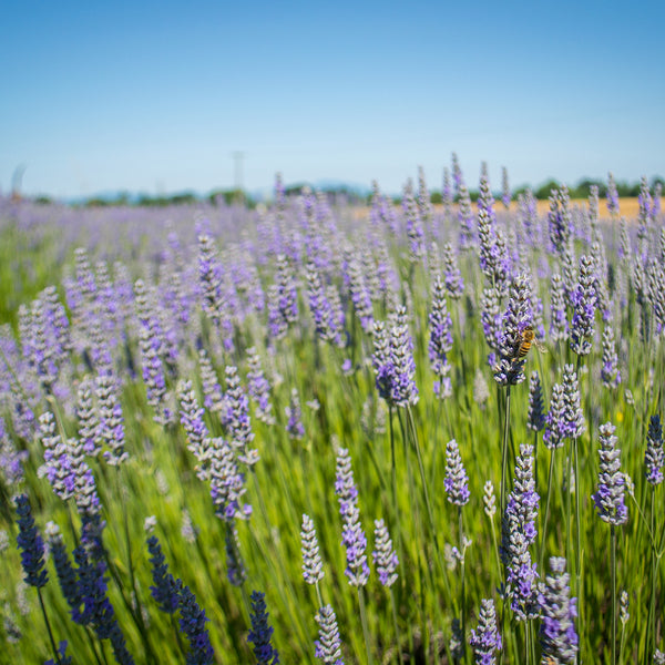 English Lavender (Lavandula angustifolia Munstead)