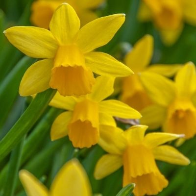 Miniature daffodil (Narcissus tete-a-tete)