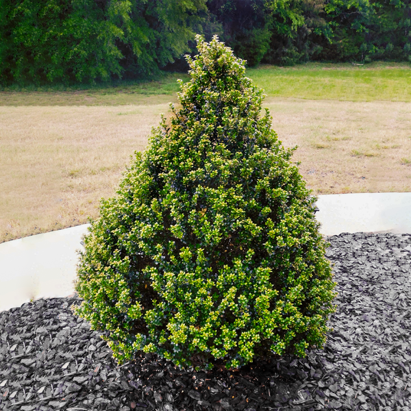Ilex Crenata Topiary Cone