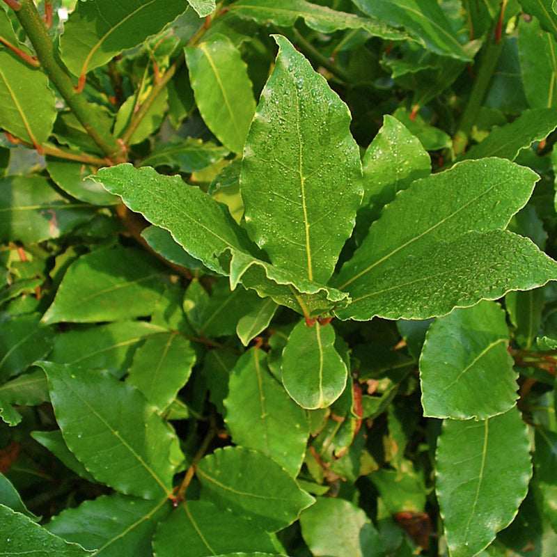 Laurus nobilis leaves (Laurus nobilis)