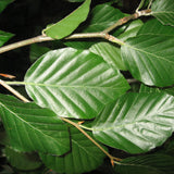 Beech (Fagus Sylvatica)