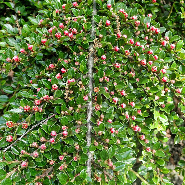 Wall Cotoneaster leaves (cotoneaster horizontalis) 