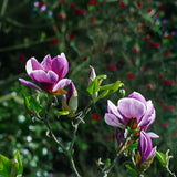 Magnolia Susan (Chinese magnolia