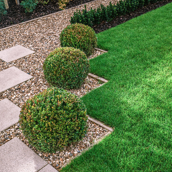 Box Topiary Ball (Buxus Sempervirens)