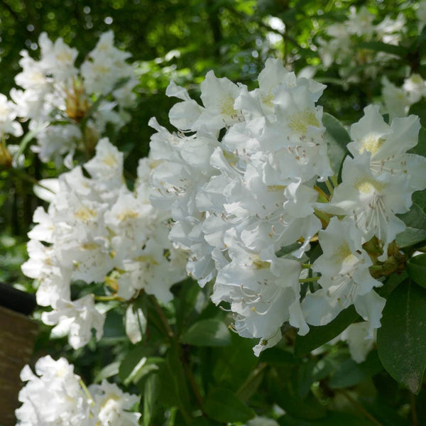 Rhododendron 'Madame Masson' flower cluster (40/50cm Pot Grown)