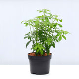 Choisya Ternata Pot Grown 30/50cm (Mexican Orange Blossom)
