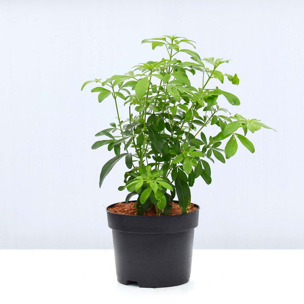 Choisya Ternata Pot Grown 30/50cm (Mexican Orange Blossom)