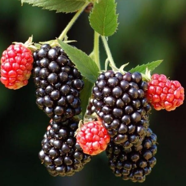 Thornless Blackberry Merton (Rubus fruticosus Merton)