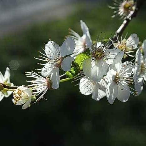 Blackthorn (Prunus spinosa)