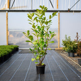 Cherry Laurel 90/120cm Pot Grown
