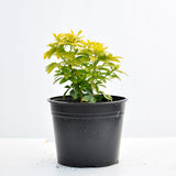 Choisya Ternata Sundance 15/20cm Pot Grown