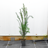 20/30cm 9cm pot grown English Yew (Taxus Baccata)