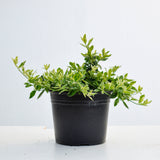 Euonymus Harlequin 15-20cm pot grown
