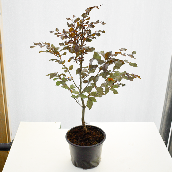 40/60cm Pot Grown Copper Beech (Fagus sylvatica 'Atropunicea')