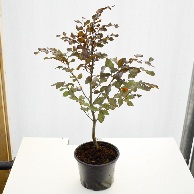 40/60cm Pot Grown Copper Beech (Fagus sylvatica 'Purpurea')