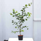 Hornbeam 60/90cm Pot Grown (Carpinus Betulus)