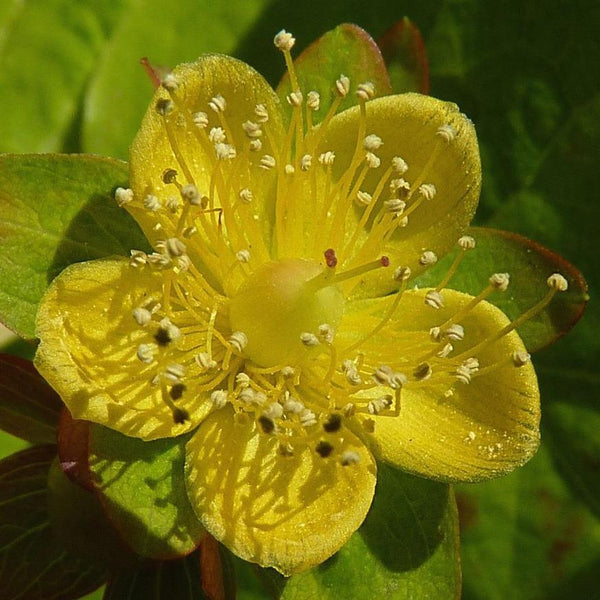 Pot Grown Hypericum 'Golden Beacon' (St John's Wort Wilhyp)