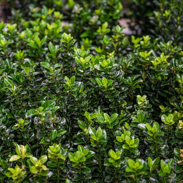 Spindle Jean Hugues (Euonymus japonicus Jean Hugues)