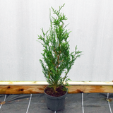 20/30cm p9 pot grown Leylandii (x Cupressocyparis Leylandii)