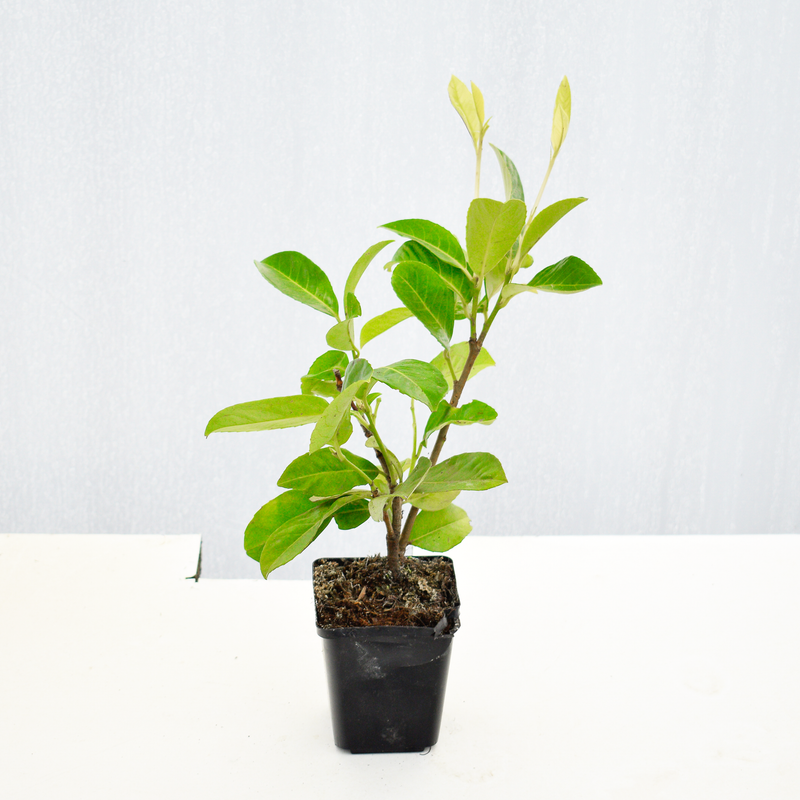 20/30cm 9cm Pot Grown Cherry Laurel (Prunus laurocerasus 'Rotundifolia')