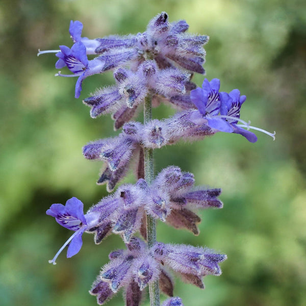 Russian Sage flower (Perovskia atriplicifolia Blue Spire)