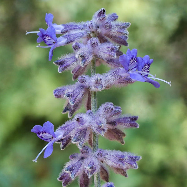 Russian Sage (Perovskia atriplicifolia Blue Spire)