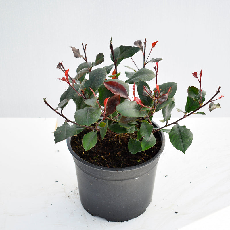 Photinia Little Red Robin 20/40cm Pot Grown