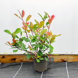 40/60cm pot grown Photinia Red Robin (Photinia x Fraseri Red Robin)