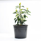 20/40cm 2L pot grown Portuguese Laurel  (Prunus lusitanica 'Angustifolia')