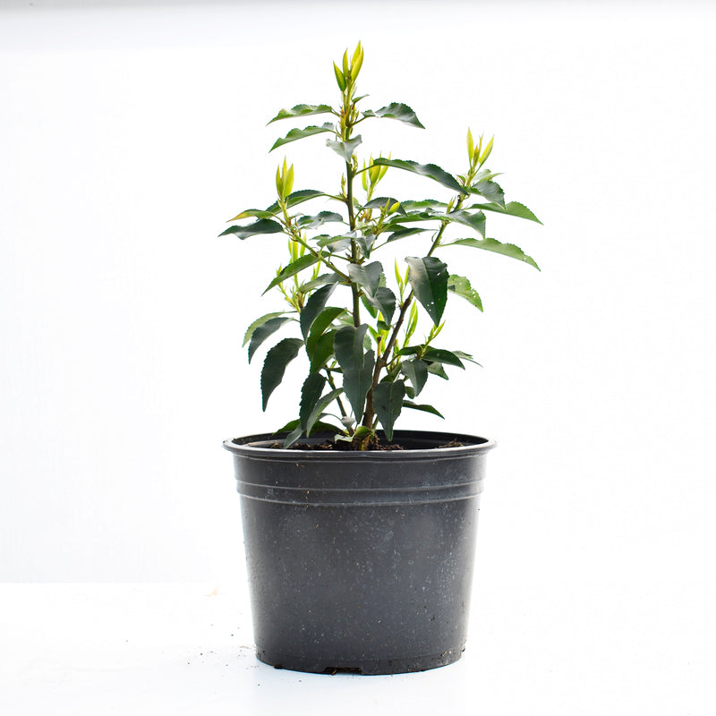 20/40cm 2L pot grown Portuguese Laurel  (Prunus lusitanica 'Angustifolia')