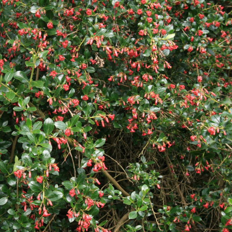 red escallonia (escallonia rubra macrantha)