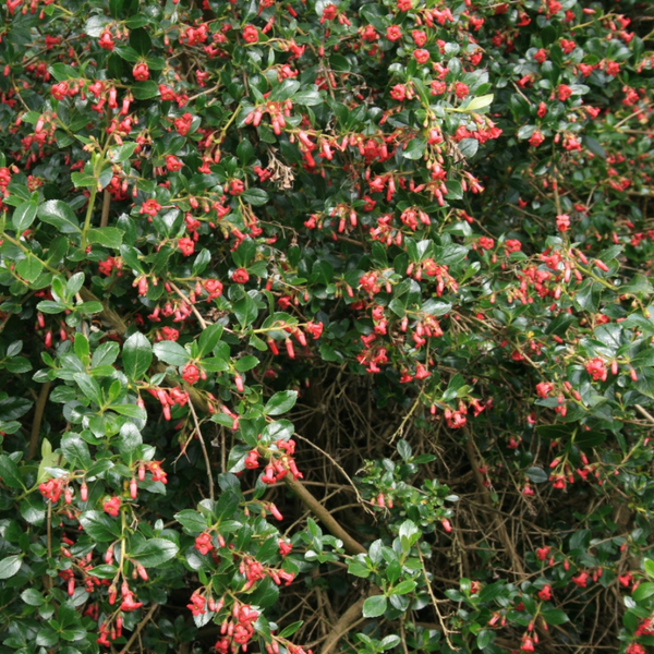 Red escallonia (escallonia rubra macrantha)