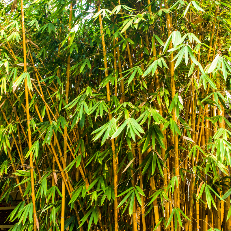 Golden Bamboo (Phyllostachys aureocaulis)