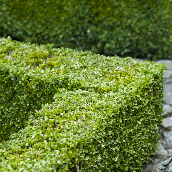 Bare Root Box (Buxus Sempervirens)