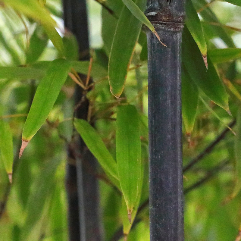 Black Bamboo (Phyllostachys nigra)