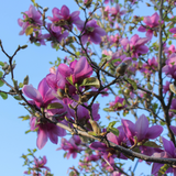 Magnolia susan (chinese magnolia)