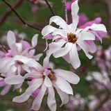 Magnolia Leonard Messel flower 