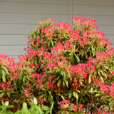 Pieris forest flame hedge 