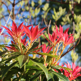 Pieris forest flame leaves